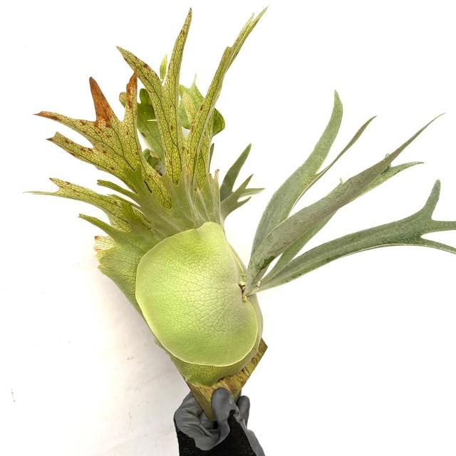 BIGビーチー ビカクシダ  観葉植物 現品) ビカクシダ 'フィンチ' (pup) (No.41101) (コウモリラン 観葉