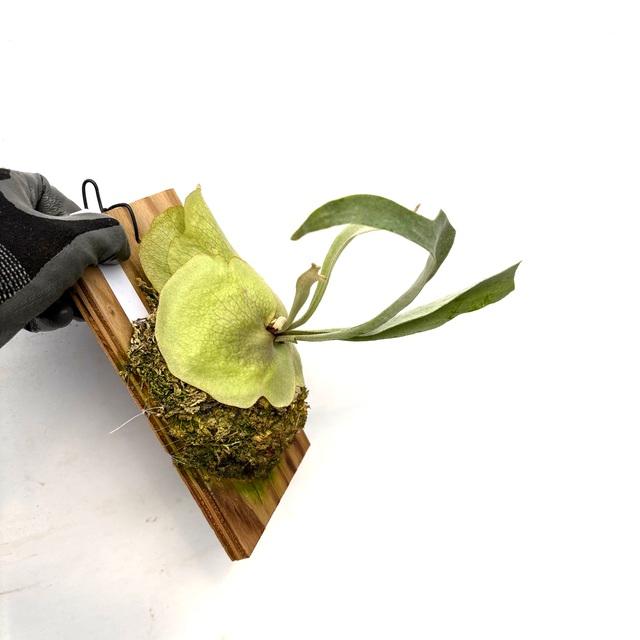 現品) ビカクシダ 'キヨヒメ' (pup) (No.41104) (コウモリラン 観葉