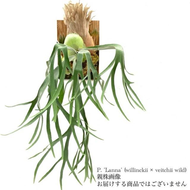 現品) ビカクシダ 'ラナ' (pup) (No.41105) (コウモリラン 観葉植物