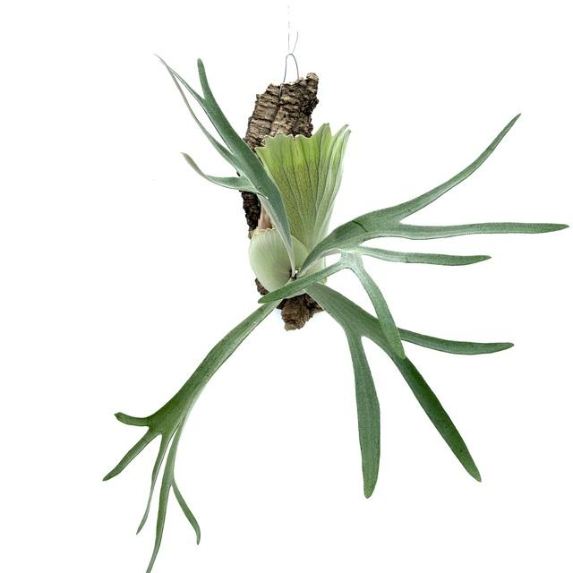 現品) ビカクシダ 'ラナ' (pup) (No.41105) (コウモリラン 観葉