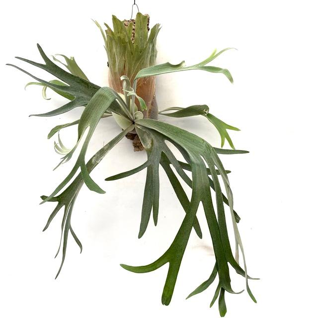 現品) ビカクシダ 'ラナ' (pup) (No.41105) (コウモリラン 観葉植物