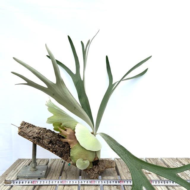 現品) ビカクシダ 'ラナ' (pup) (No.41105) (コウモリラン 観葉