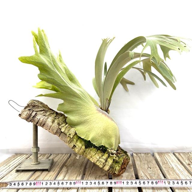 現品) ビカクシダ 'リポ' (pup) (No.41108) (コウモリラン