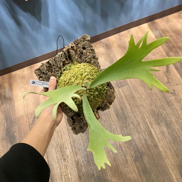 現品) ビカクシダ ウィリンキー 'リトルクラウン' select spore