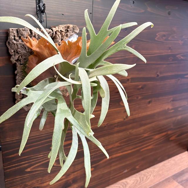 現品) ビカクシダ ウィリンキー 'リトルクラウン' select spore