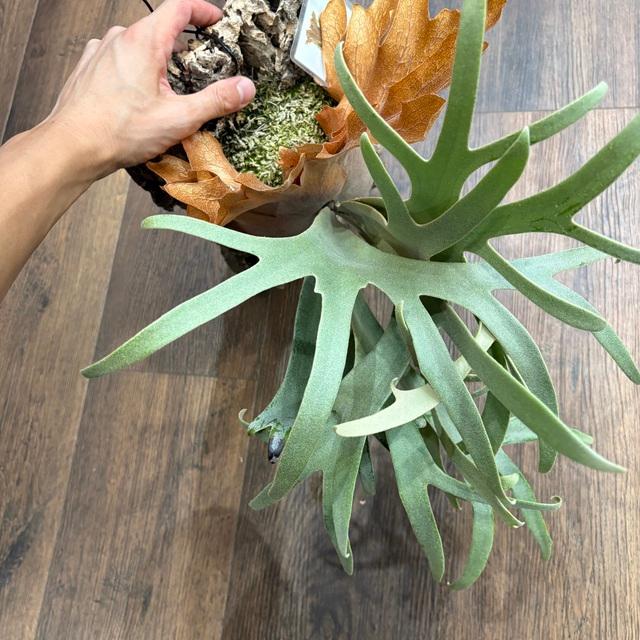 Mew spore little crown dwarf 胞子体　分岐あり Mew spore little crown dwarf 胞子体 分岐あり little crown dwarf