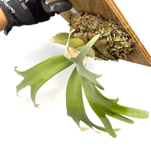 現品) ビカクシダ ウィリンキー 'リトルクラウン' select spore (pup