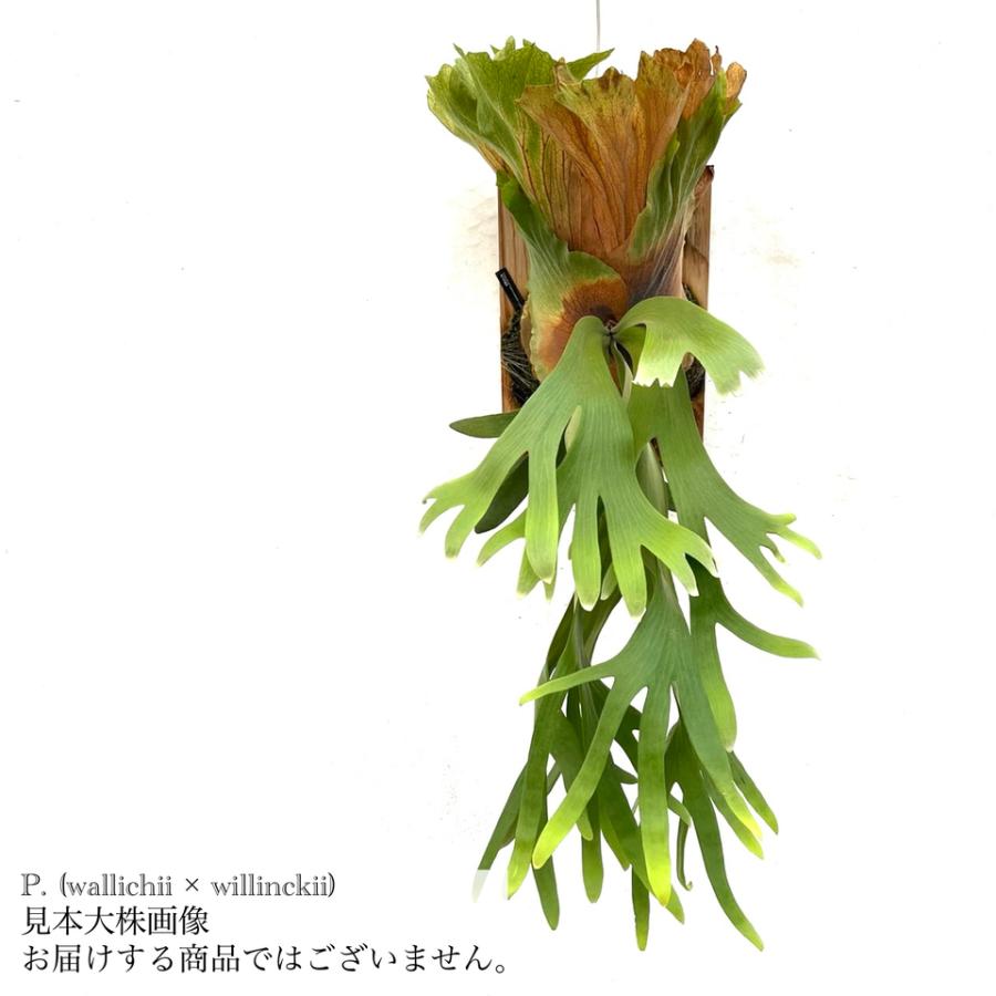 現品) ビカクシダ (ワリチー × ウィリンキー) (spore) (No.41112