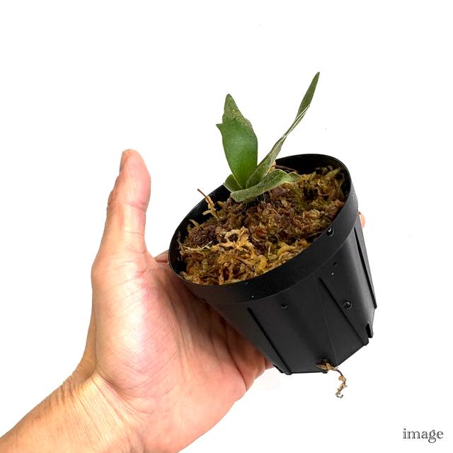 ビカクシダ苗、ウィリンキー　ドワーフ3種類セット② ビカクシダ ウィリンキー 'OMG' (TC) 3寸 (コウモリラン 観葉植物