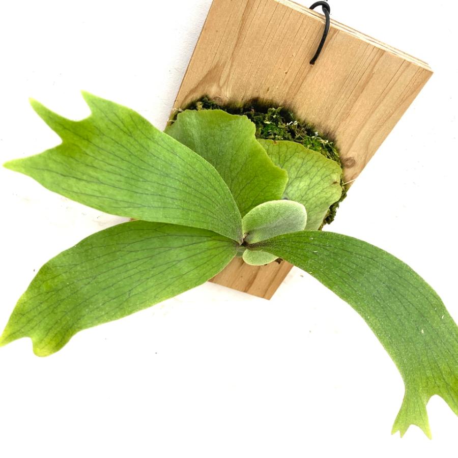 現品) ビカクシダ (ビフルカツム × コロナリウム) (TC) (No.41120