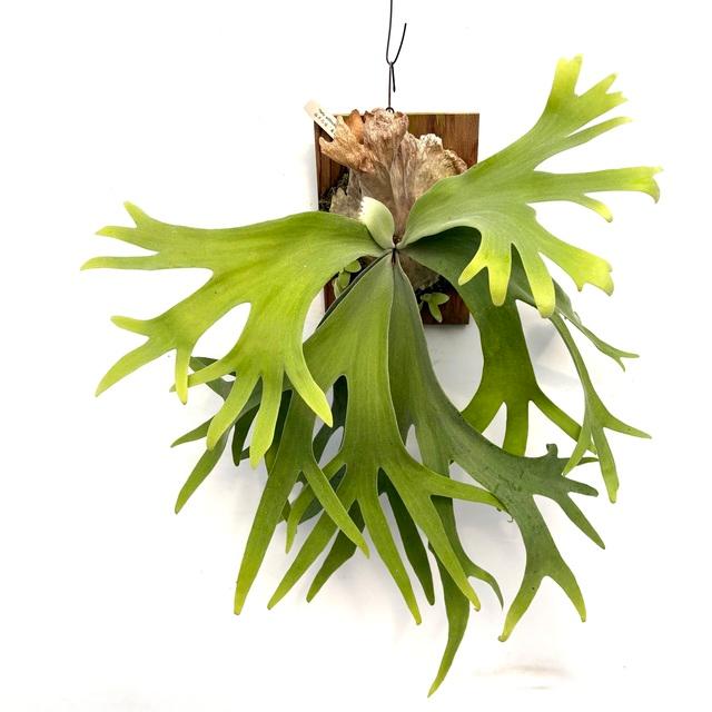 ビカクシダ　ウィリンキー P.willinckii winnie from @big_bell.plants_aqua 写真じゃ伝わらない