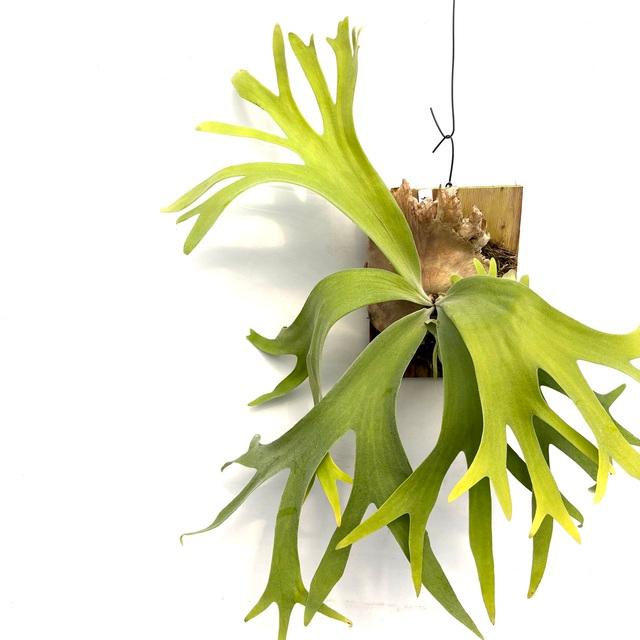 現品) ビカクシダ ウィリンキー 'サウザンズ オブ アローズファイヤー