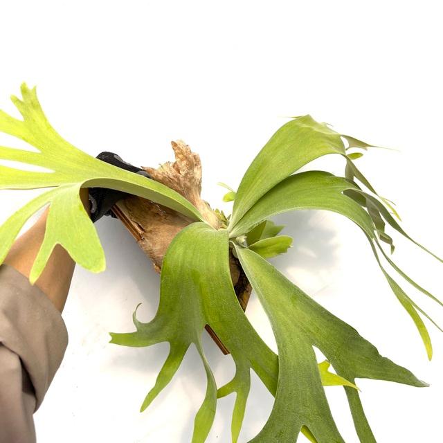 現品) ビカクシダ ウィリンキー 'サウザンズ オブ アローズファイヤー