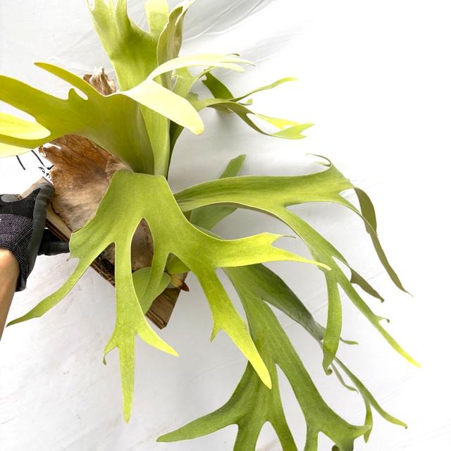 現品) ビカクシダ ウィリンキー 'サウザンズ オブ アローズファイヤー