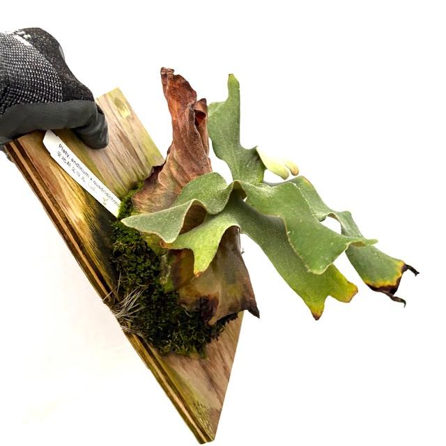 現品) ビカクシダ (アンディナム × クアドリディコトマム) (TC) (No