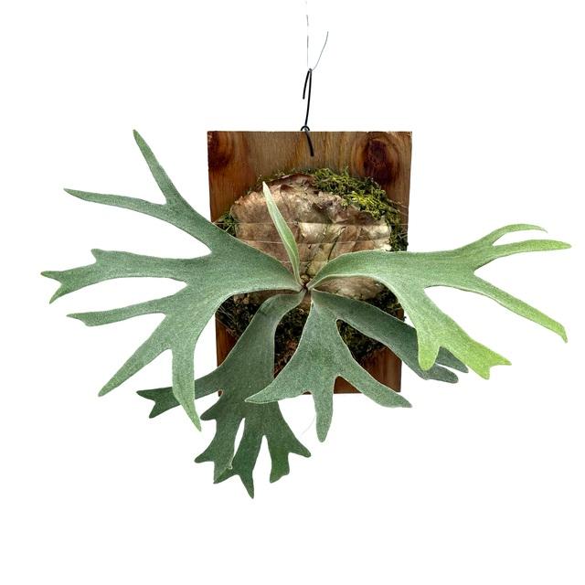 現品) ビカクシダ (ビーチー × コロナリウム) (TC) (No.41130