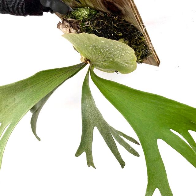 現品) ビカクシダ (ビーチー × コロナリウム) (TC) (No.41130