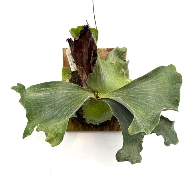 現品) ビカクシダ (ビフルカツム × エレファントティス) (TC) (No