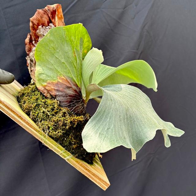 現品) ビカクシダ (ビフルカツム × エレファントティス) (TC