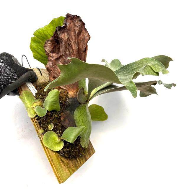 現品) ビカクシダ (ビフルカツム × エレファントティス) (TC) (No