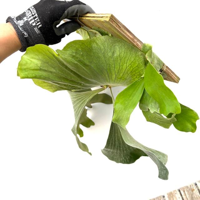 現品) ビカクシダ (ビフルカツム × エレファントティス) (TC) (No