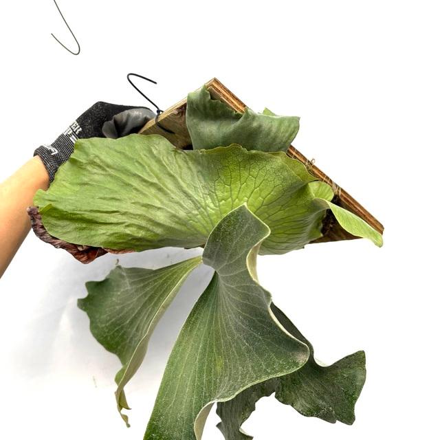 現品) ビカクシダ (ビフルカツム × エレファントティス) (TC) (No