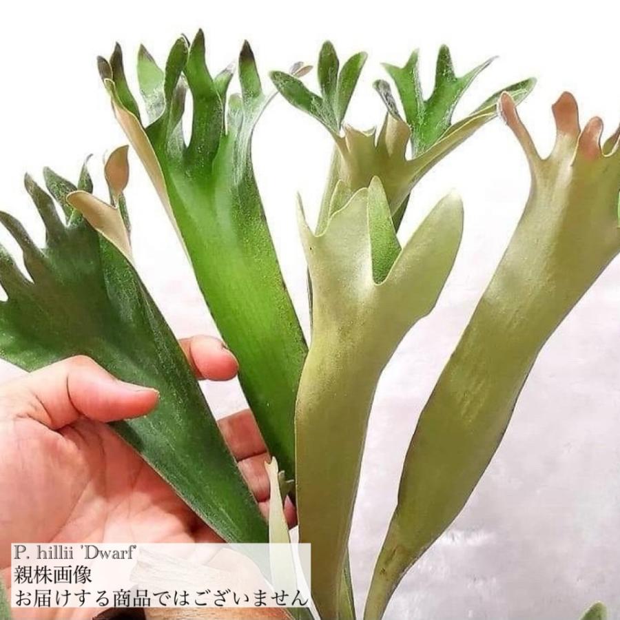 現品) ビカクシダ ヒリー ドワーフ (TC) (No.41132) (コウモリラン
