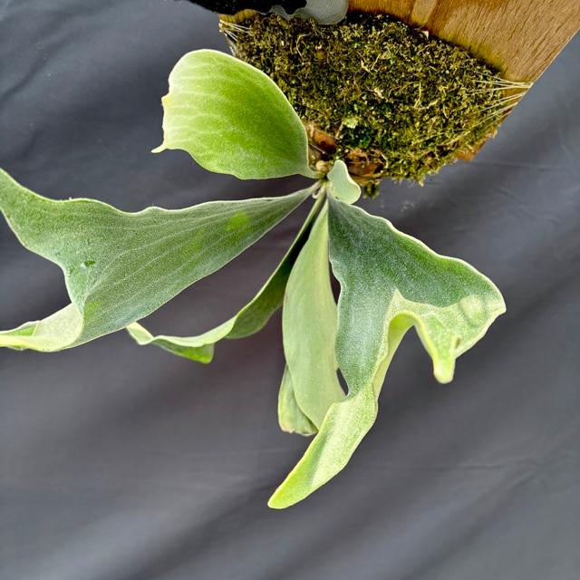 ビカクシダ　ヒリー　ドワーフ　コンパクト、CloudSeries専用出品 ビカクシダ ヒリー ドワーフ コンパクト、CloudSeries専用出品