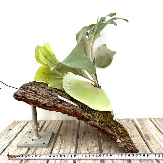 現品) ビカクシダ マウントルイス ミュータント (pup) (No.41139