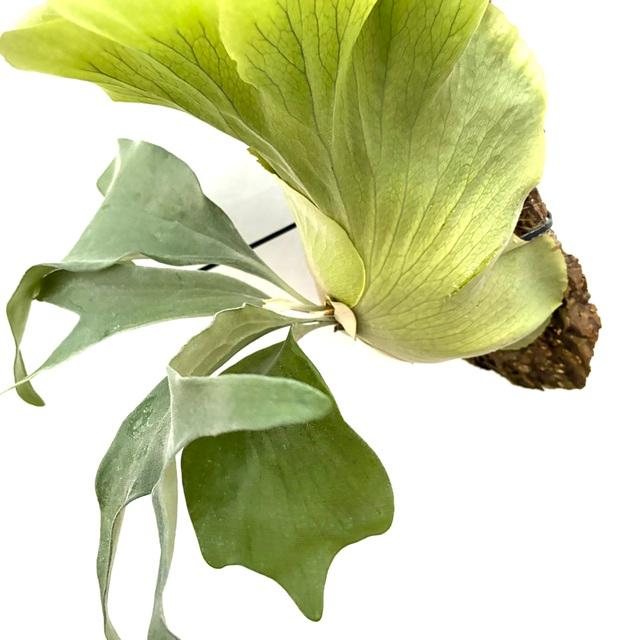 ビカクシダ ヒリーxマウントルイス 楽天市場】(現品) ビカクシダ (ヒリー × マウントルイス) (pup) (No