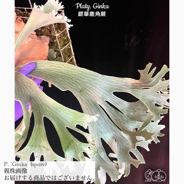 FSQ ginka (oc) pup ビカクシダ コウモリラン 【公式通販】