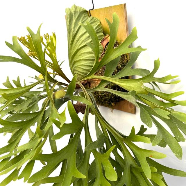 現品) ビカクシダ (キッチャクード シンフロンド × リドレイ ドワーフ