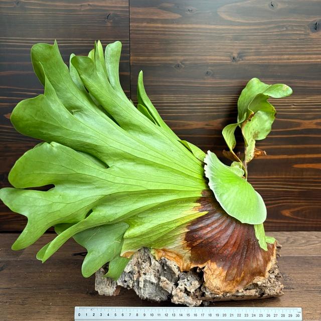 現品) ビカクシダ 'スリナリウム' (No.41142) (コウモリラン 観葉植物