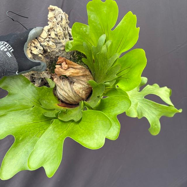 現品) ビカクシダ 'スリナリウム' (No.41142) (コウモリラン 観葉植物