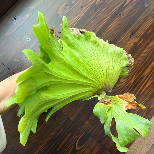 現品) ビカクシダ 'スリナリウム' (No.41142) (コウモリラン 観葉植物