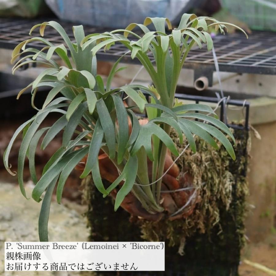 現品) ビカクシダ 'サマーブリーズ' (pup) (No.41144) (コウモリラン