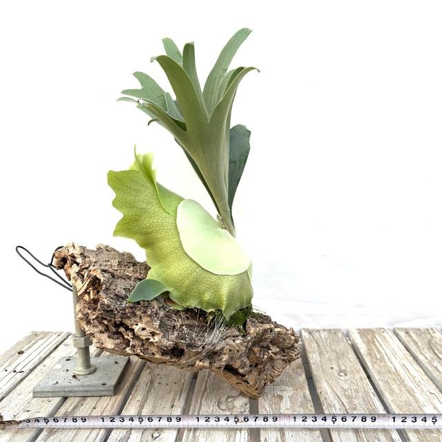 現品) ビカクシダ 'サマーブリーズ' (pup) (No.41144) (コウモリラン