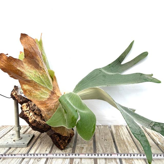 現品) ビカクシダ アンディナム (pup) (No.41146) (コウモリラン 観葉