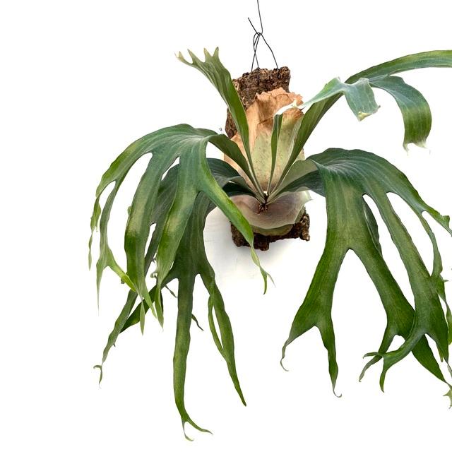 現品) ビカクシダ 'トライデント' (TC) (No.41151) (コウモリラン 観葉