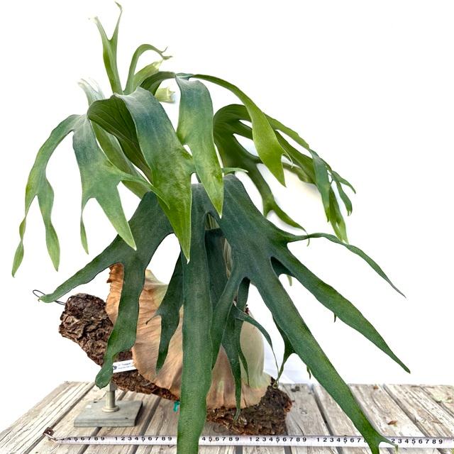 現品) ビカクシダ 'トライデント' (TC) (No.41151) (コウモリラン 観葉