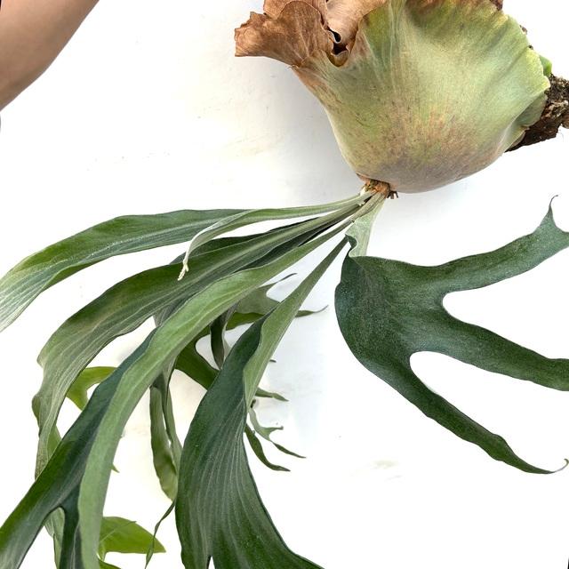 現品) ビカクシダ 'トライデント' (TC) (No.41151) (コウモリラン 観葉