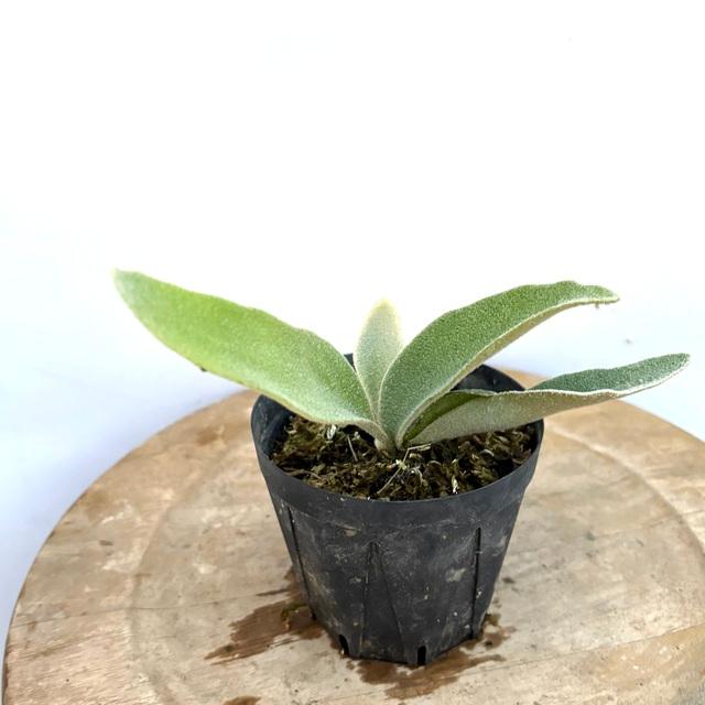 【NAGUSA_plantsོ様確認用】/ビカクシダ ビカクシダの育て方｜種類や育てる環境・管理の仕方などを解説します