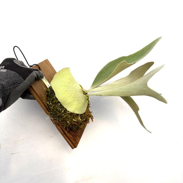 現品) ビカクシダ 'ハクナマタタ' (TC) (No.41154) (コウモリラン 観葉