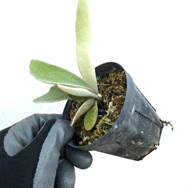 ビカクシダ ハクナマタタ ocPUP 1株のみ ビカクシダ ハクナマタタ