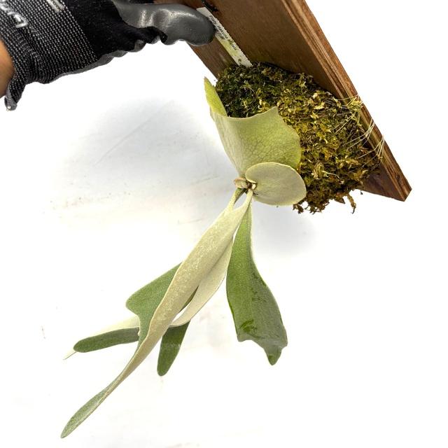 現品) ビカクシダ 'ハクナマタタ' (TC) (No.41154) (コウモリラン 観葉