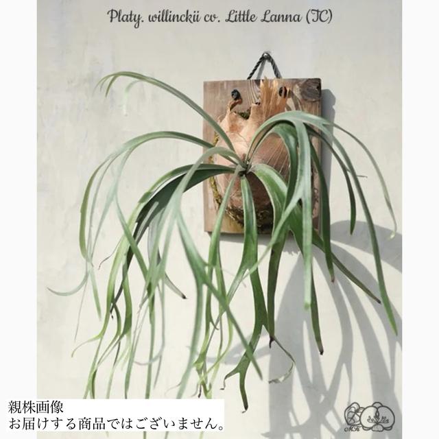 現品) ビカクシダ ウィリンキー リトルラナ (TC) (No.41156) (コウモリ