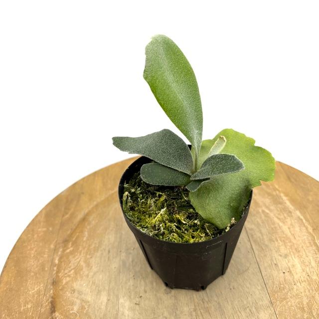 現品) ビカクシダ ウィリンキー リトルラナ (TC) (No.41156) (コウモリ