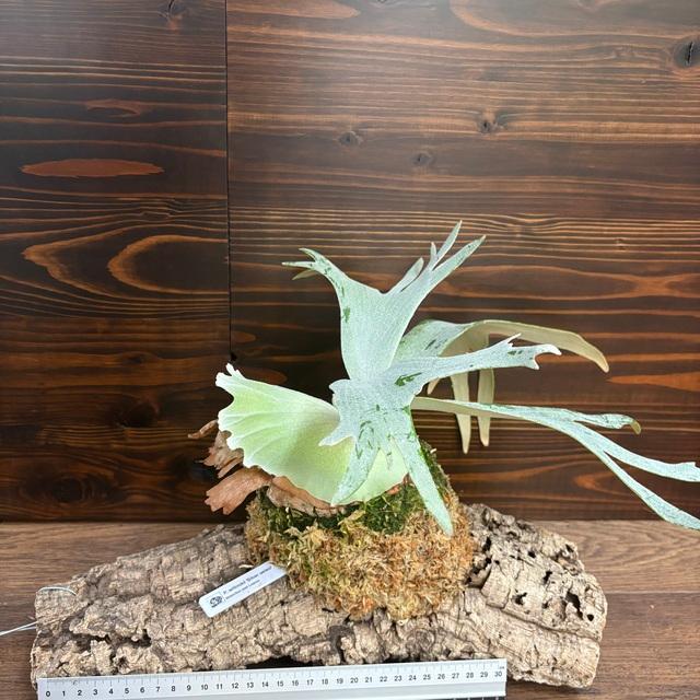 現品) ビカクシダ ウィリンキー リトルラナ (TC) (No.41156) (コウモリ