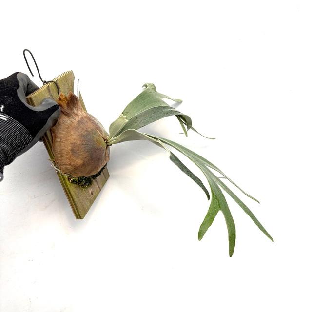 リトルファーン ビカクシダ タイ株 タグ付き Frontier Plants】5月24日