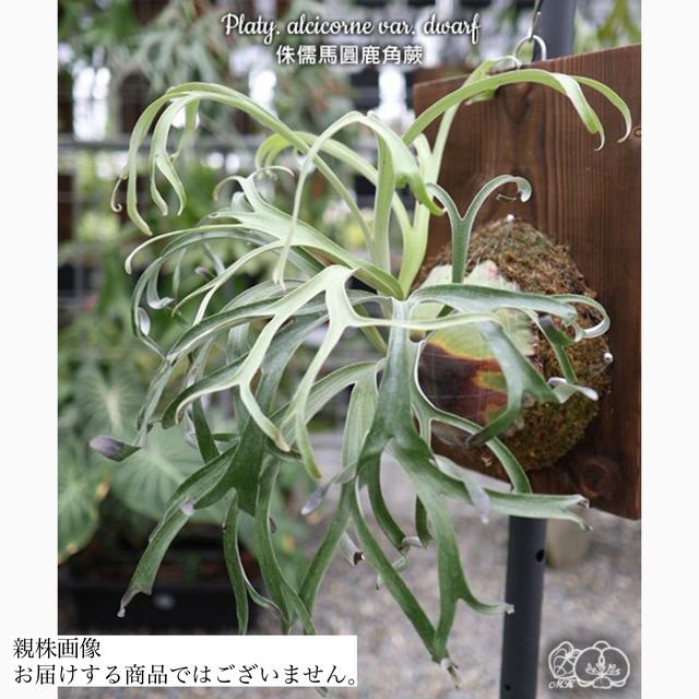ビカクシダ アルシコルネ ビカクシダ アルシコルネ Platycerium alcicorne コウモリラン ビカク
